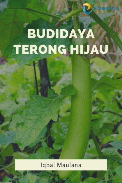 Budidaya Terong Hijau